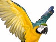 Simonocka